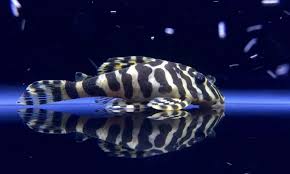 L134 Leopard Frog Pleco